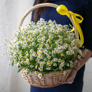 Корзина 51 ветка кустовой ромашки